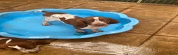 Bracco Italiano dogs for sale: Wonderful litter  - Advert 1