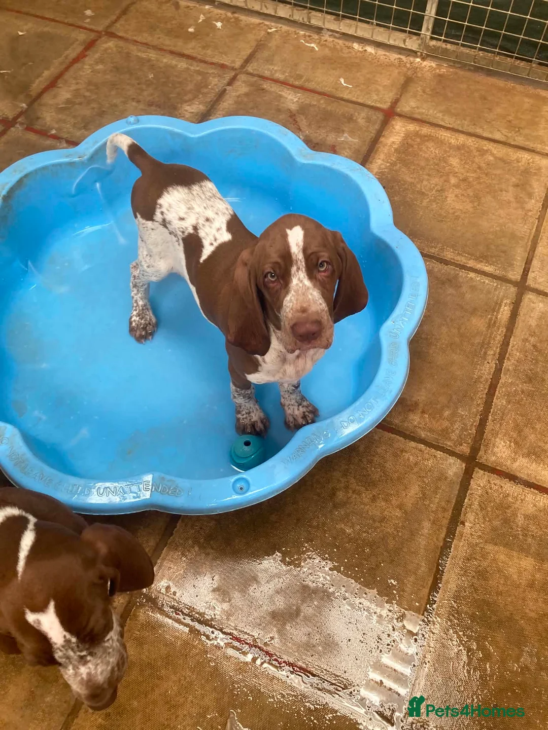 Bracco Italiano dogs for sale: Wonderful litter  - Advert 1