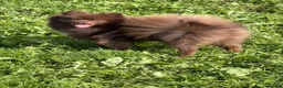 Pomchi dogs for sale: Beautiful unique Pomchi’s  - Advert 13