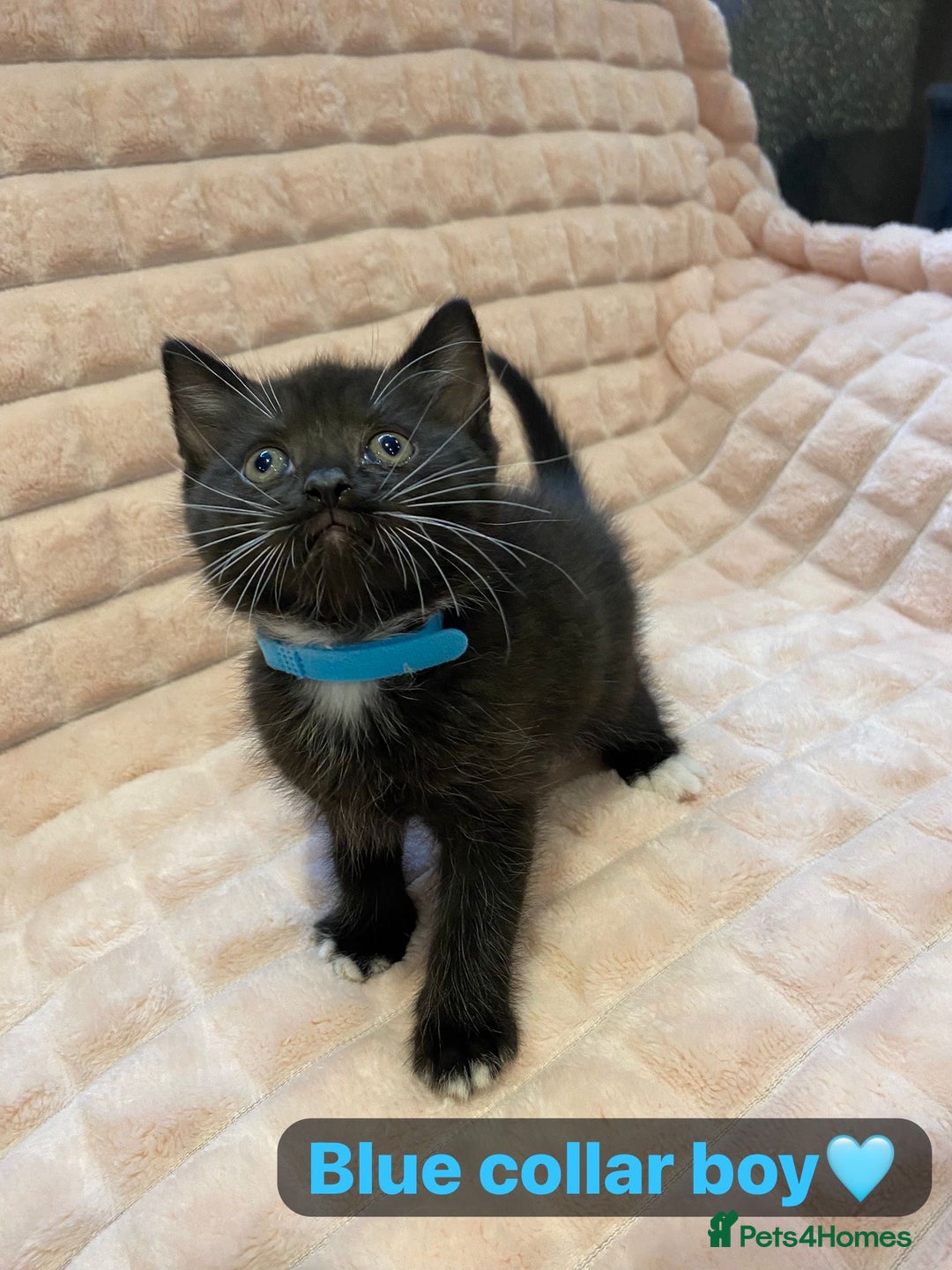 British Shorthair cats for sale: 7 stunning British shorthair cross kittens🩷🩵 - Image 6