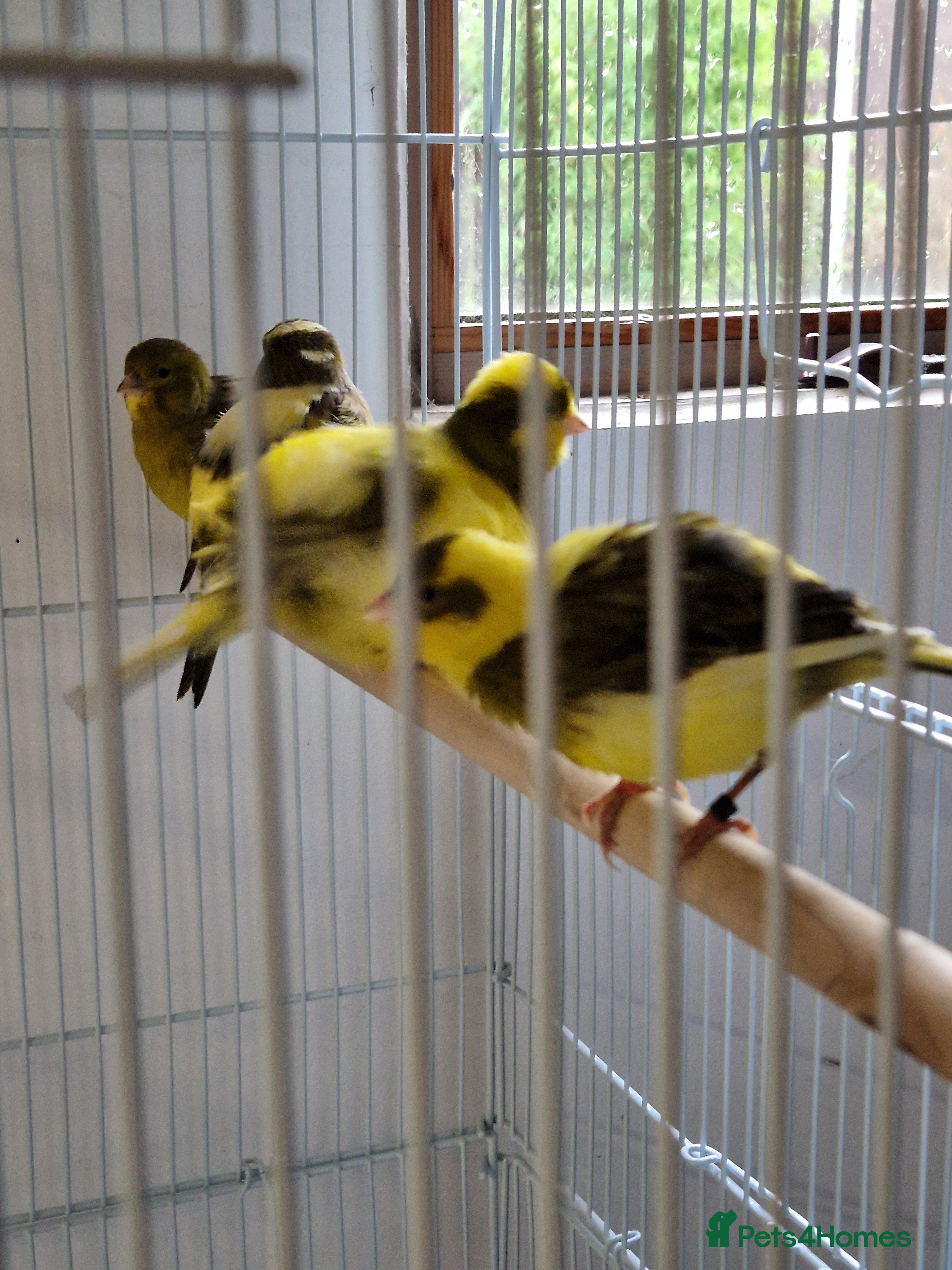 Canaries birds Fife + Opal Agage + Lizard Canaries - Advert 2