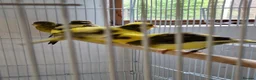 Canaries birds for sale: Fife + Opal Agage + Lizard Canaries - Advert 1