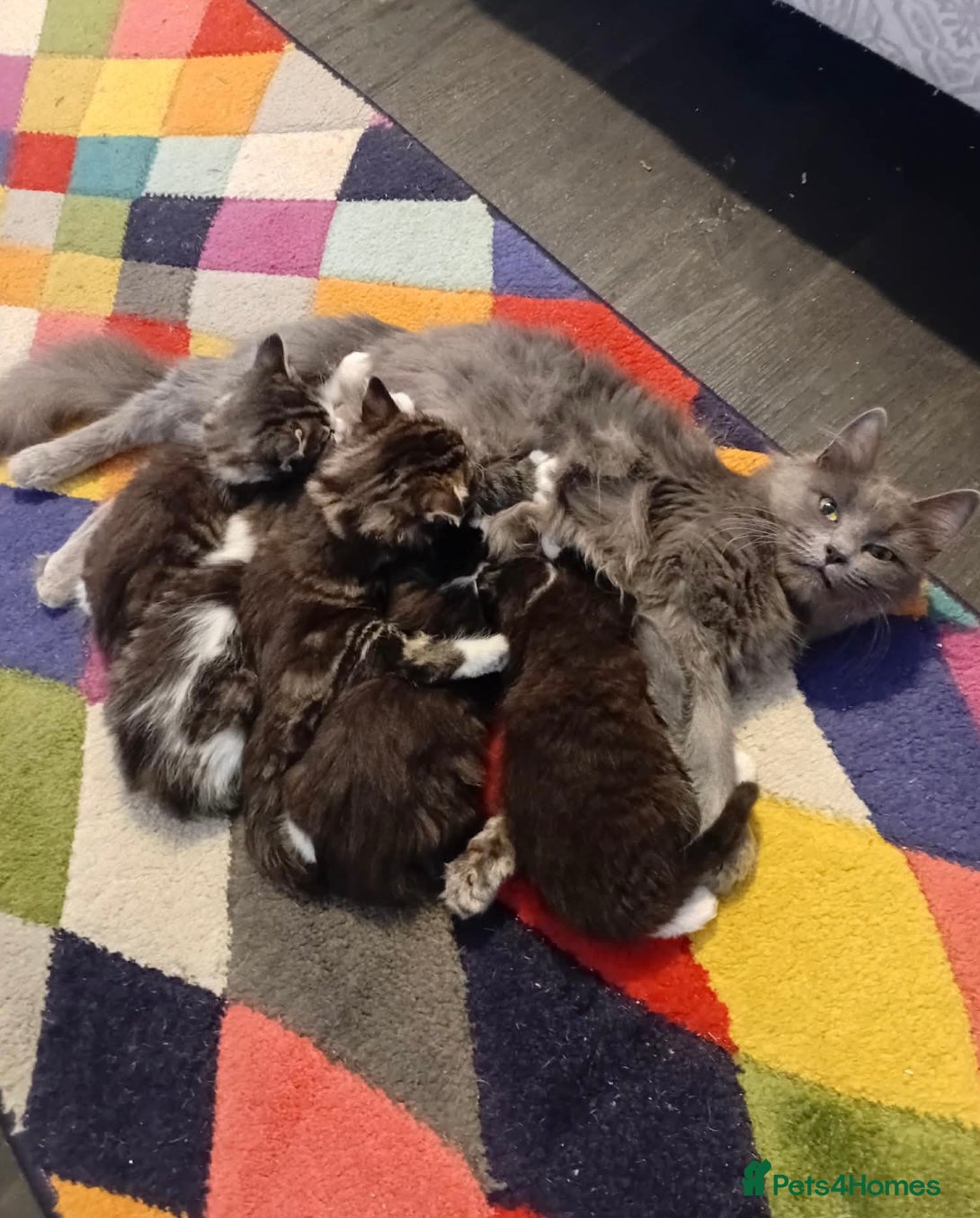Mixed Breed cats for sale: Kittens ready to leave  in Halifax - Advert 7