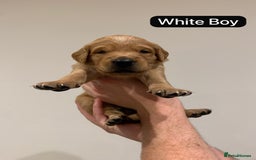 Golden Retriever dogs for sale: Gorgeous Field Retriever (Golden) Pups  - Image 4