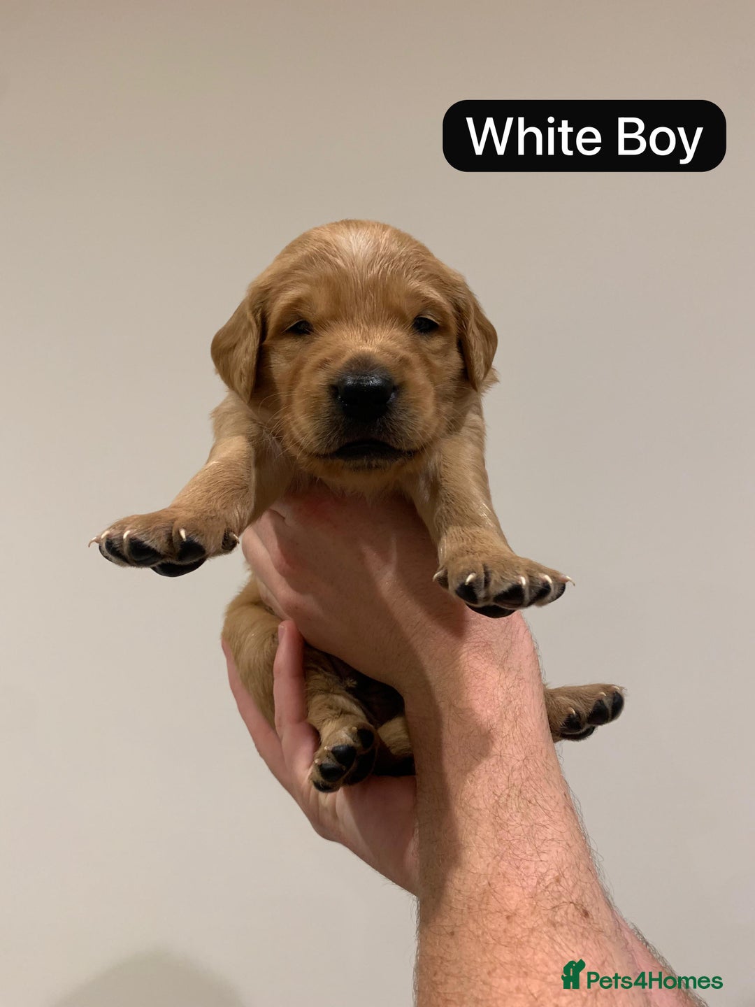 Golden Retriever dogs for sale: Gorgeous Field Retriever (Golden) Pups  - Image 4