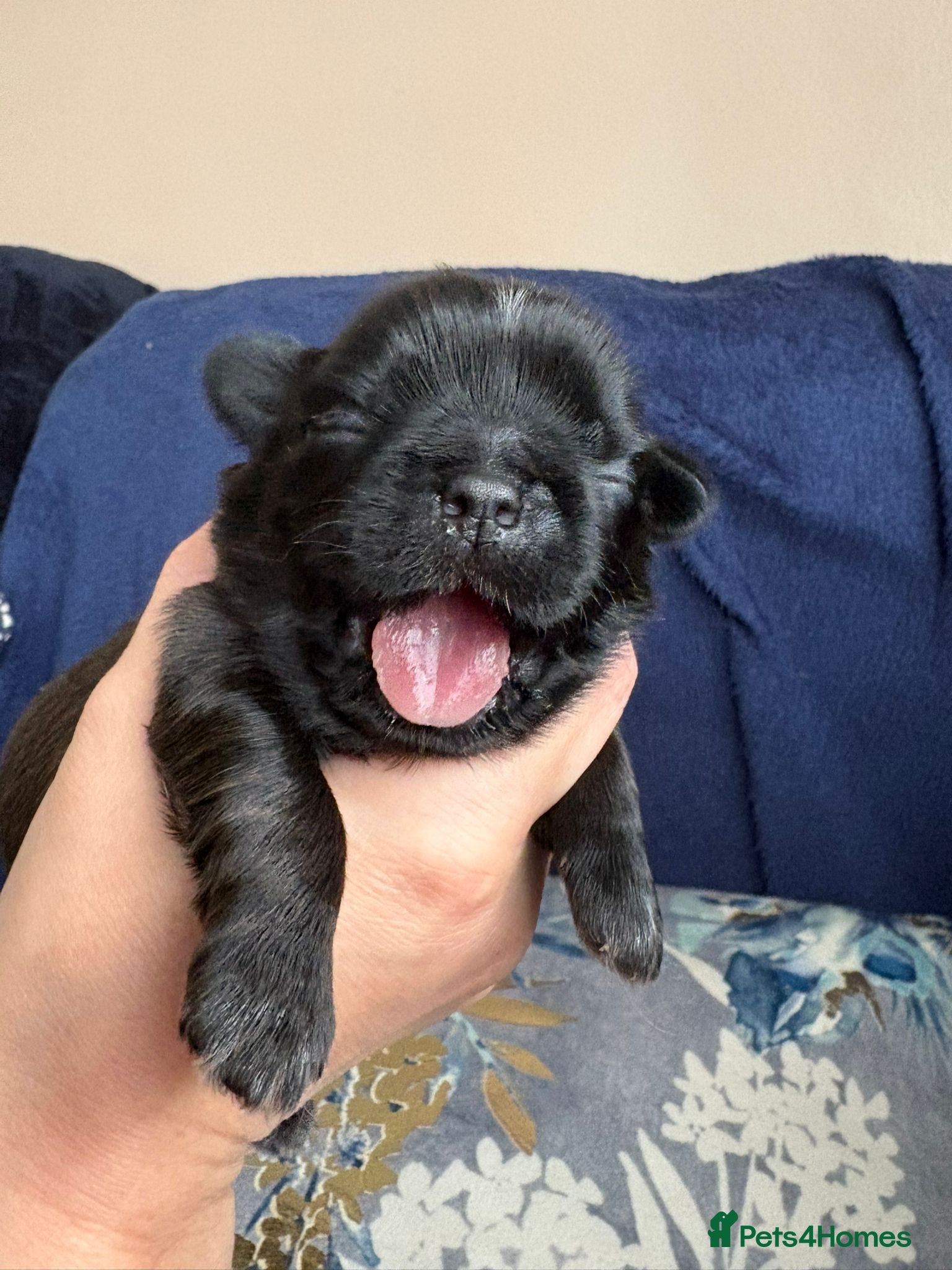 Shih Tzu dogs for sale: Full pedigree imperial Shih ztu - Advert 18