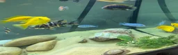 Cichlids fish for sale: Powder blue cichlids - Advert 10