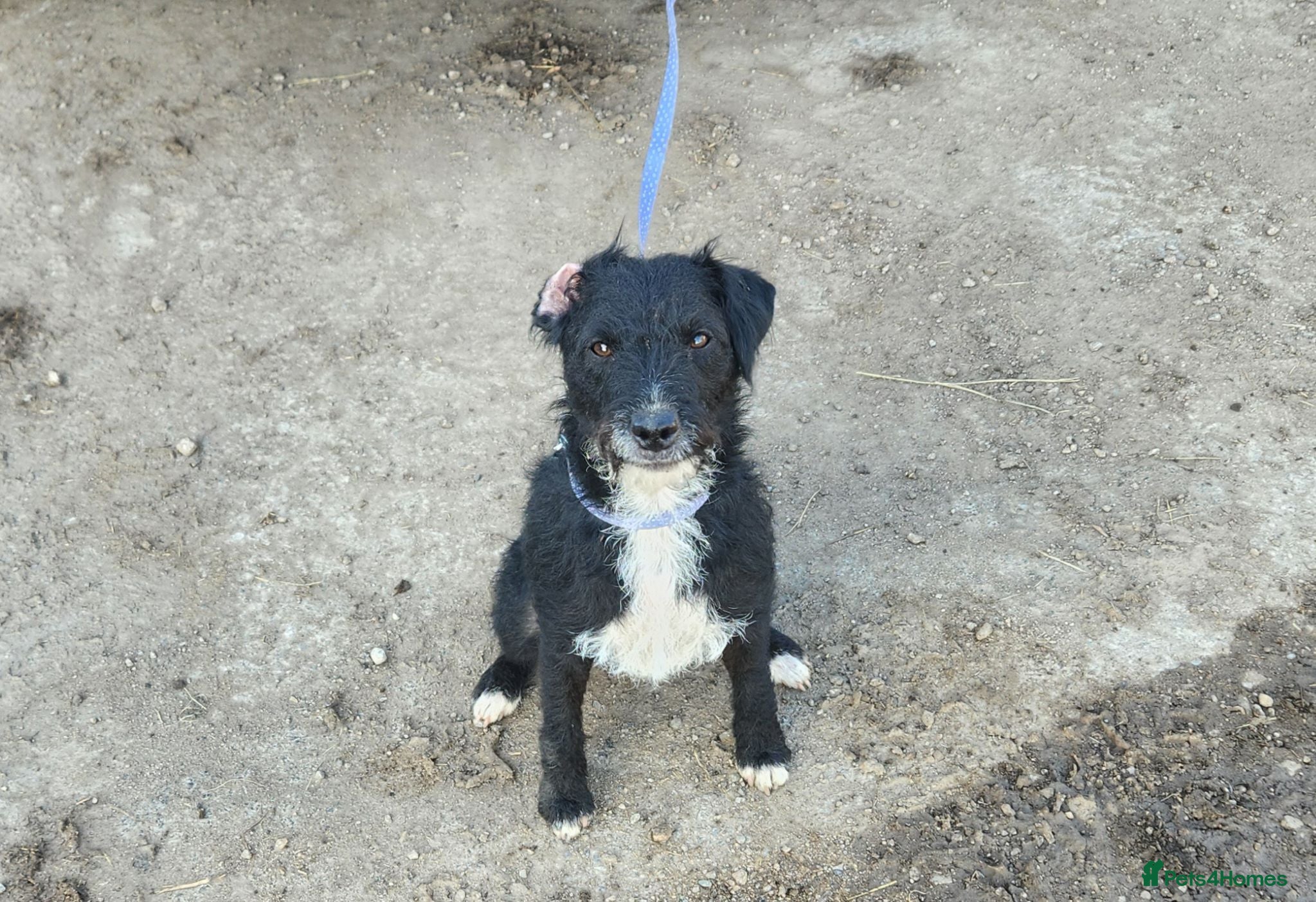 Patterdale Terrier dogs Patterdale Adult Females - Advert 3
