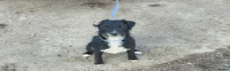 Patterdale Terrier dogs for sale: Patterdale Adult Females - Advert 1