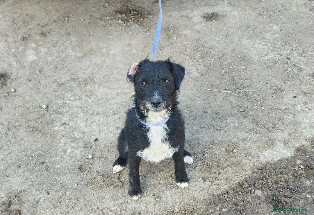Patterdale Terrier dogs for sale: Patterdale Adult Females - Advert 1