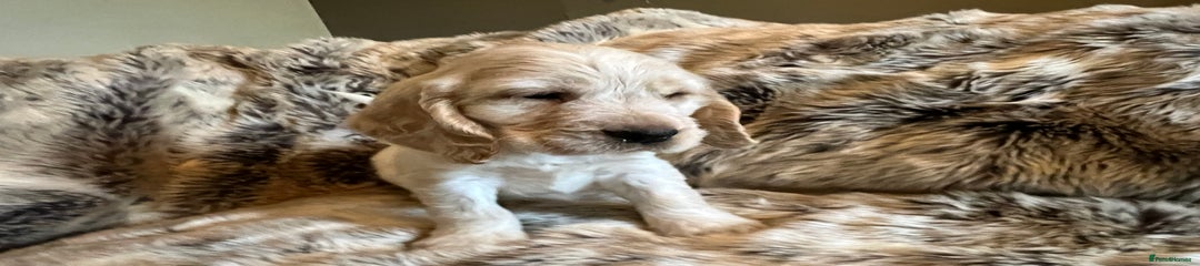 Cocker Spaniel Puppy 3