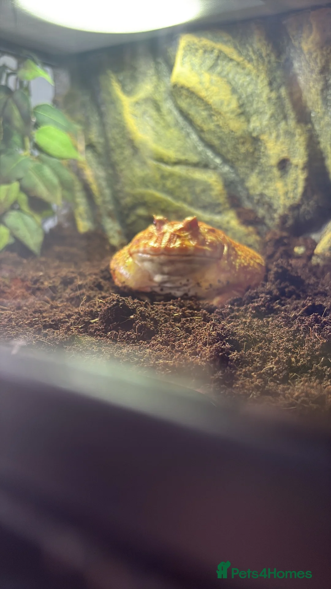 Frog reptiles for sale: Pacman frog in Ipswich - Advert 2
