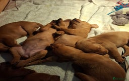 Mixed Breed dogs for sale: Vizla Labrador Puppies - Image 11