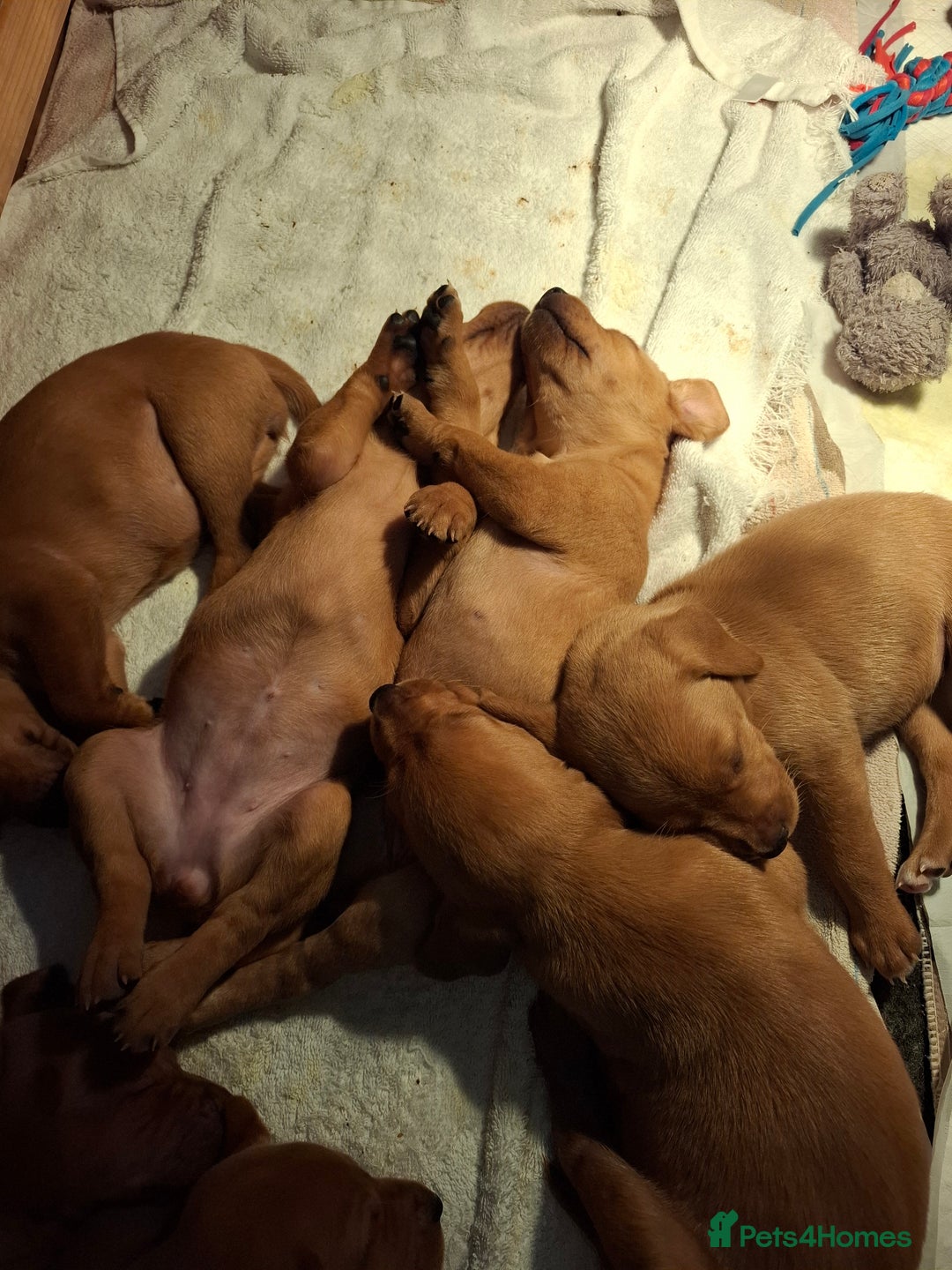 Mixed Breed dogs for sale: Vizla Labrador Puppies - Image 11