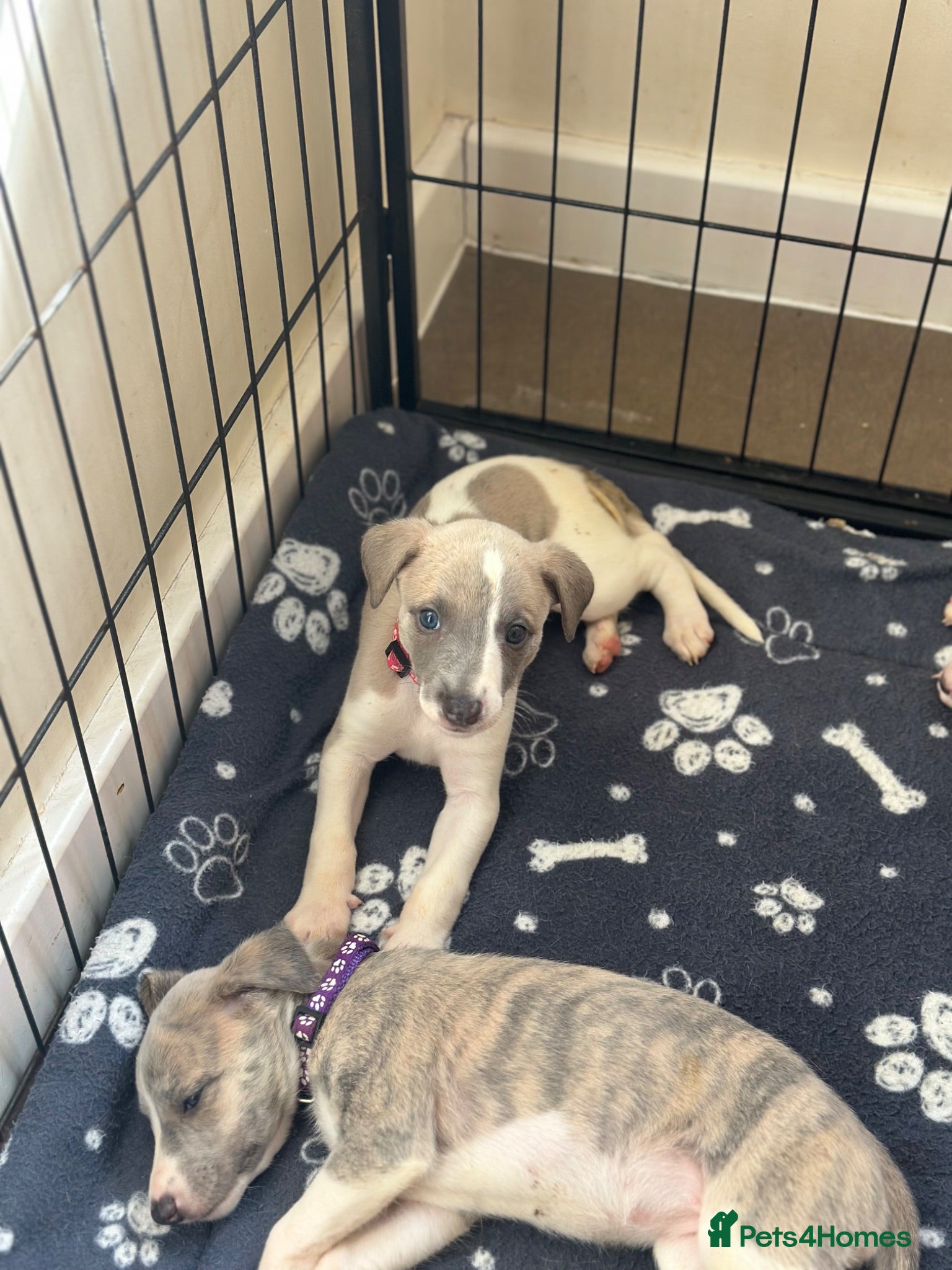 Whippet dogs KC registered whippet puppies  - Advert 1