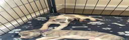 Whippet dogs for sale: KC registered whippet puppies  - Advert 6