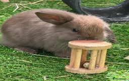 Mini Lop rabbits for sale: Beautiful mini lops - Image 15