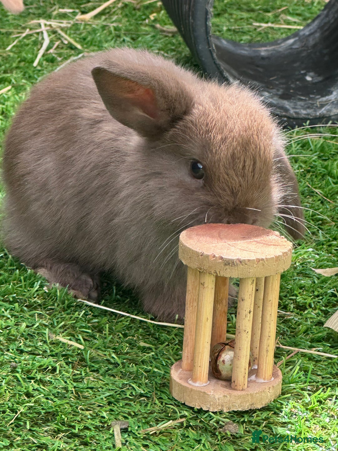 Mini Lop rabbits for sale: Beautiful mini lops - Image 15