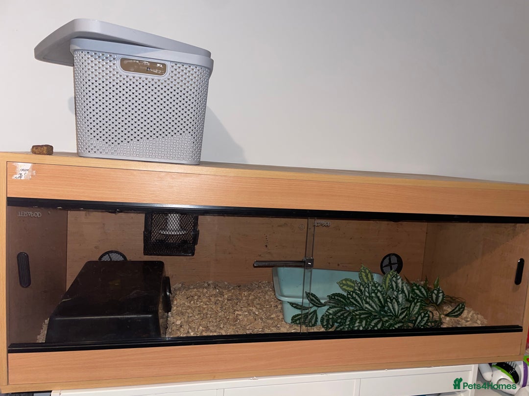 Python Snake reptiles for sale: Butter enchi royal python  - Advert 3