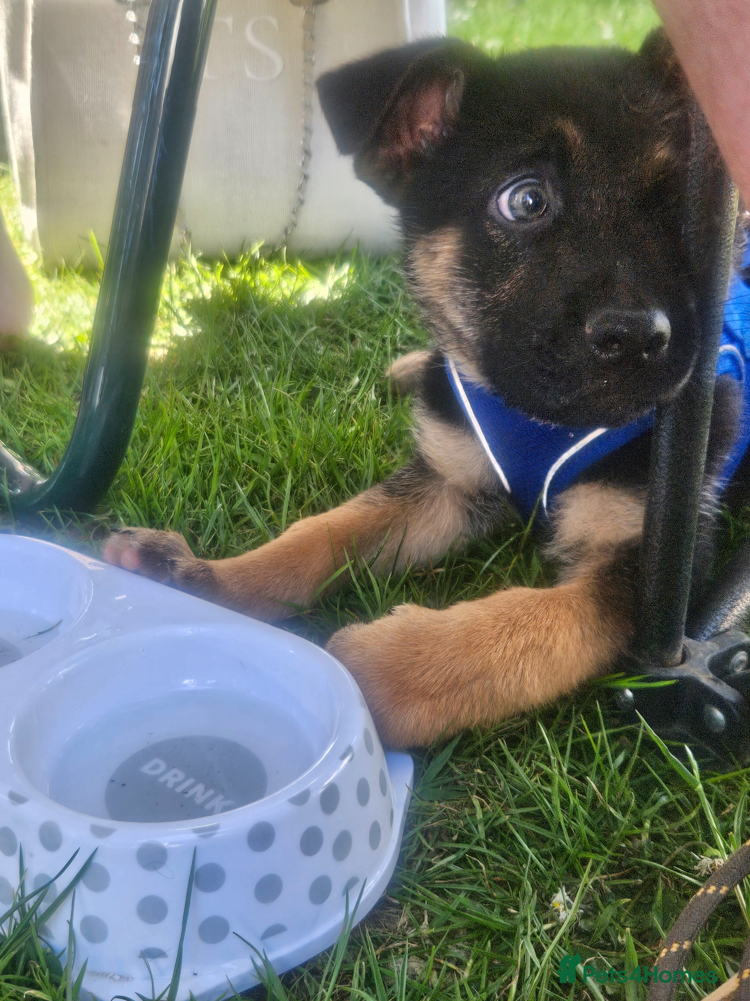 Mixed Breed dogs for sale: "Shug"  puppies last one 😍  - Advert 5