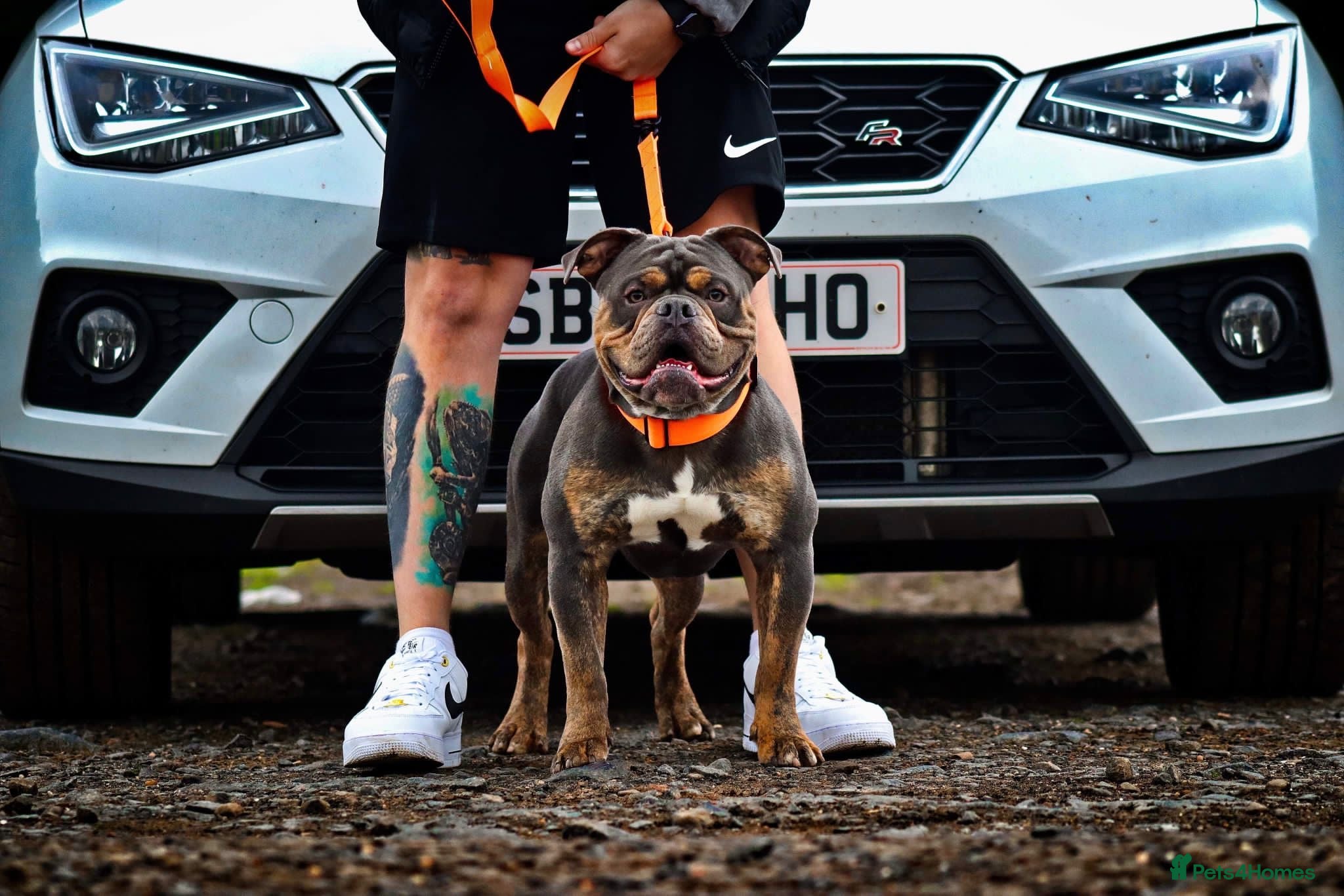Olde English Bulldogge dogs Meet Tank - Bulldog looking for a loving home.  - Advert 1