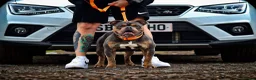Olde English Bulldogge dogs for sale: Meet Tank - Bulldog looking for a loving home.  - Advert 1