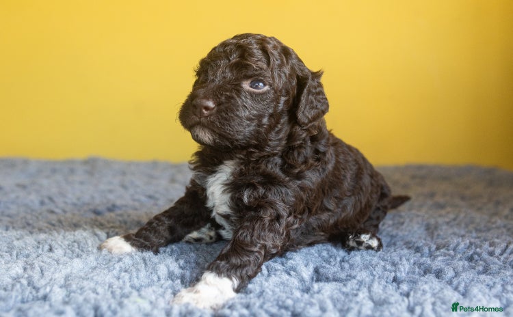 Lagotto Romagnolo dogs - Advert 1