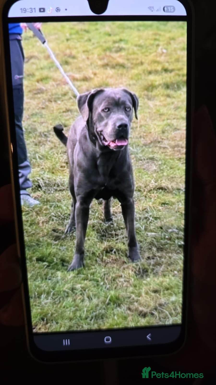 Cane Corso dogs Cane Coros Puppies For Sale  - Advert 3