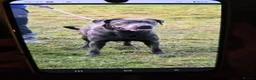 Cane Corso dogs for sale: Cane Coros Puppies For Sale  - Advert 1