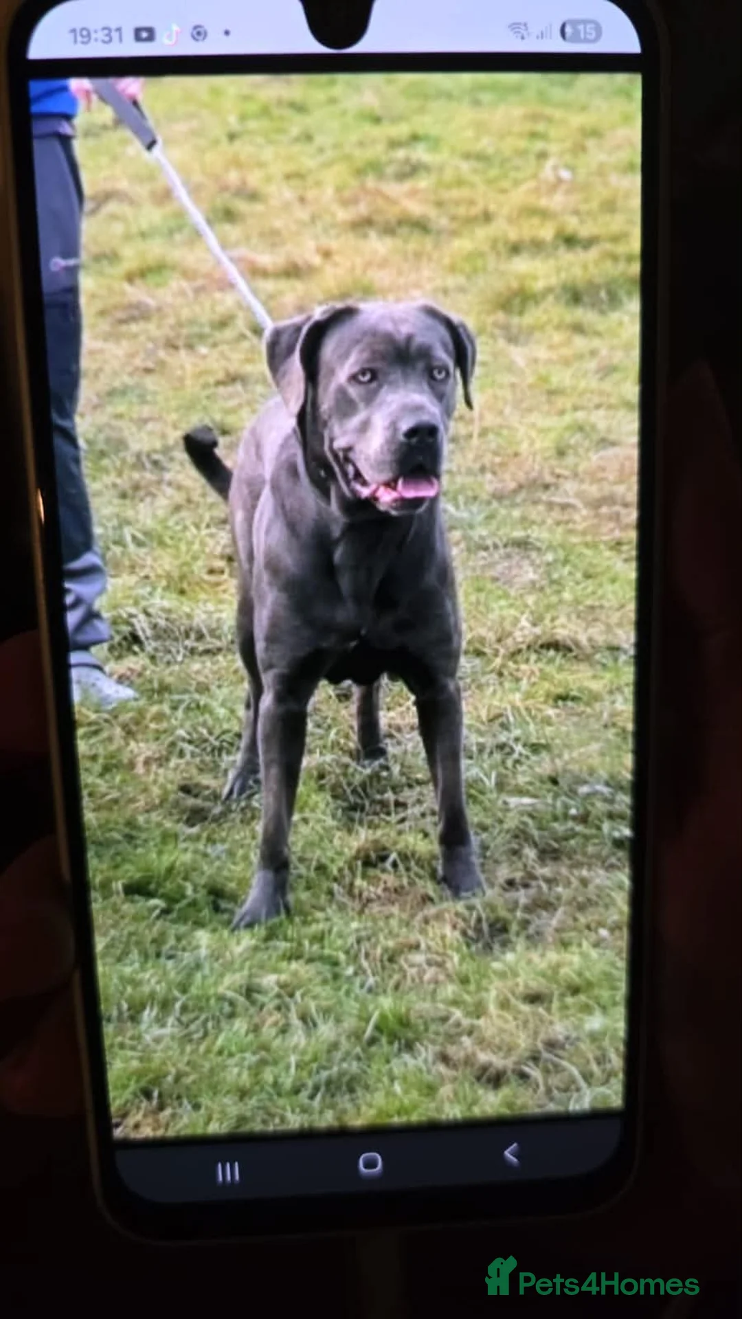 Cane Corso dogs for sale: Cane Coros Puppies For Sale  - Advert 1