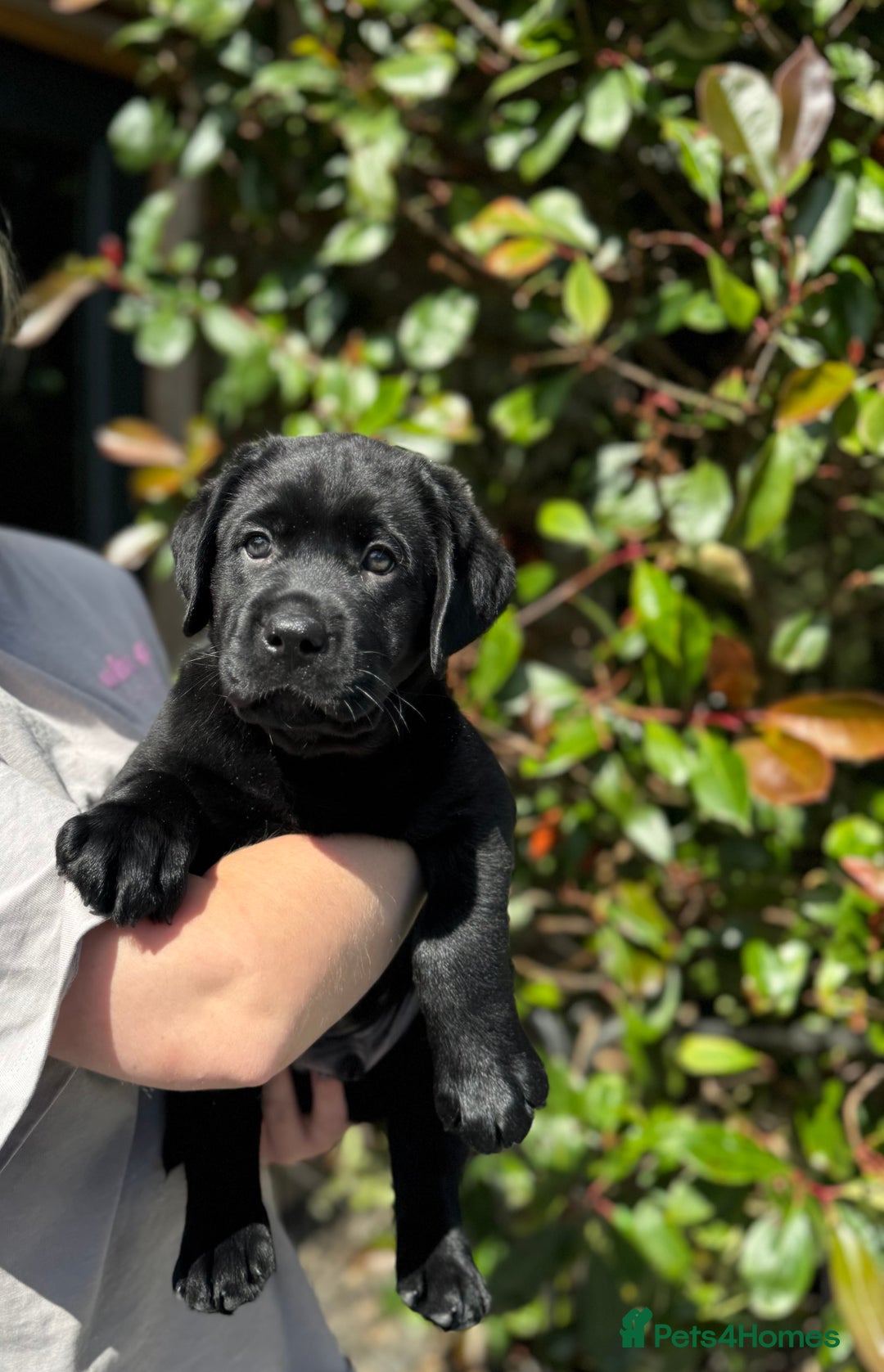 Labrador Retriever dogs for sale: KC CHAMPION LINE LABRADOR RETRIEVER PUPPIES - Image 4