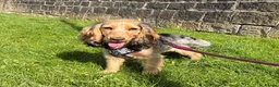 Cocker Spaniel dogs for sale:  KC Registered Show-Type Cocker Spaniel Puppies - Advert 3