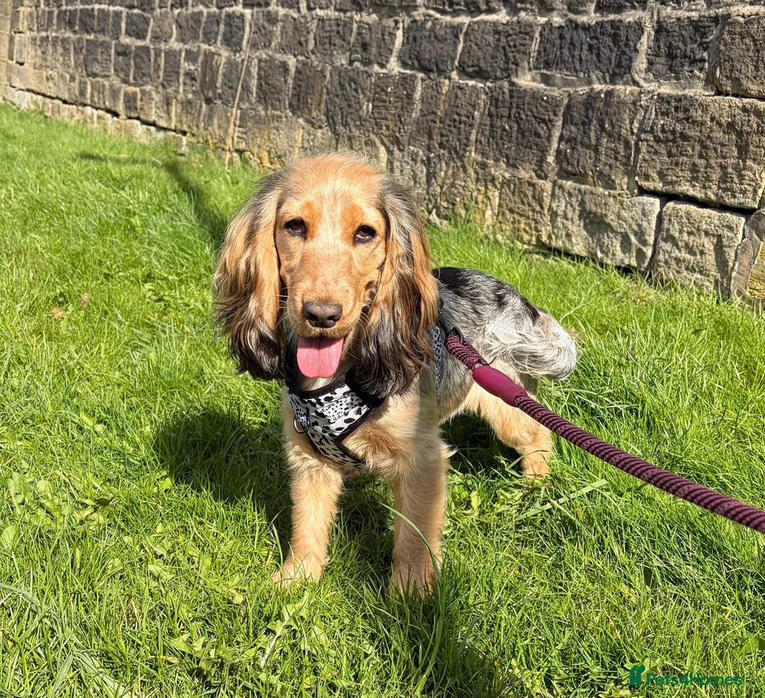 Cocker Spaniel dogs for sale:  KC Registered Show-Type Cocker Spaniel Puppies - Advert 3