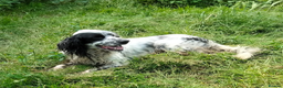 English Setter dogs for adoption: Korro - Advert 7