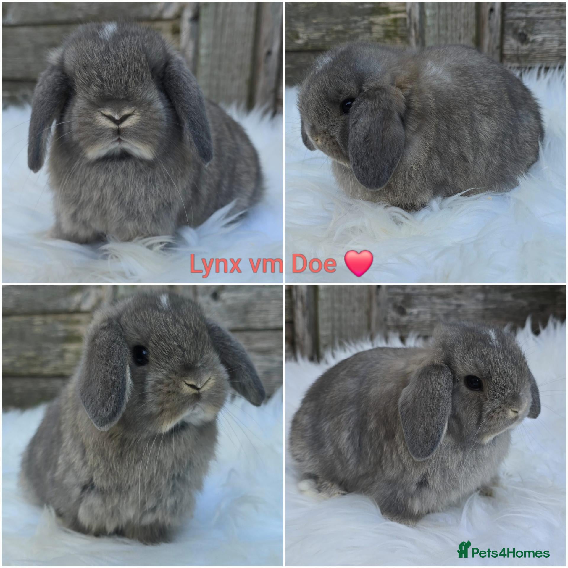 Mini Lop rabbits for sale: Gorgeous pure breed mini lops  - Advert 1