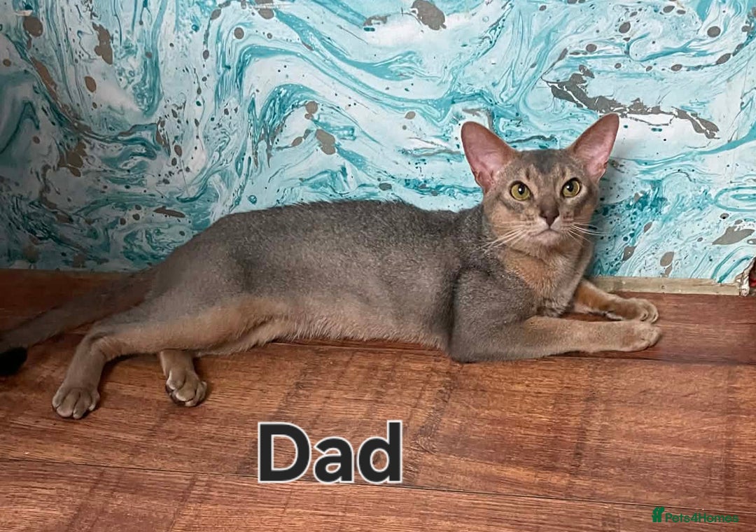 Abyssinian cats for sale: Gorgeous Tica  Abyssinian Kittens  - Advert 11