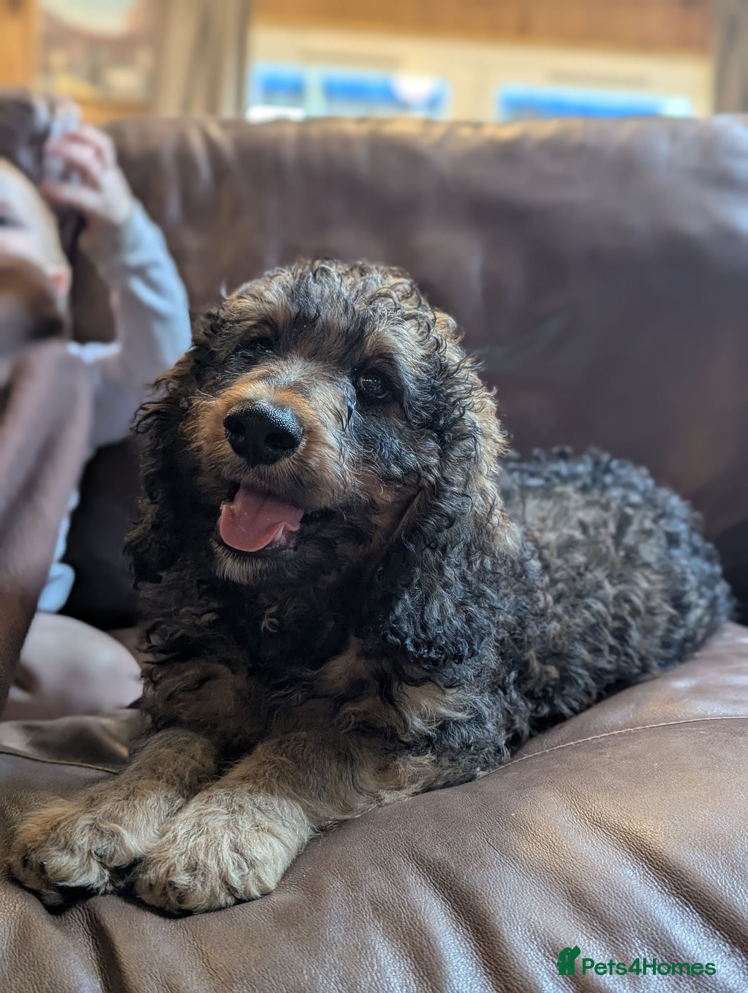 Cockapoo dogs REDUCED F1 Standard Cockapoo Puppies  - Advert 2
