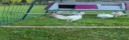 Chickens poultry for sale: Light Sussex Cockerell  in Ashbourne - Advert 3