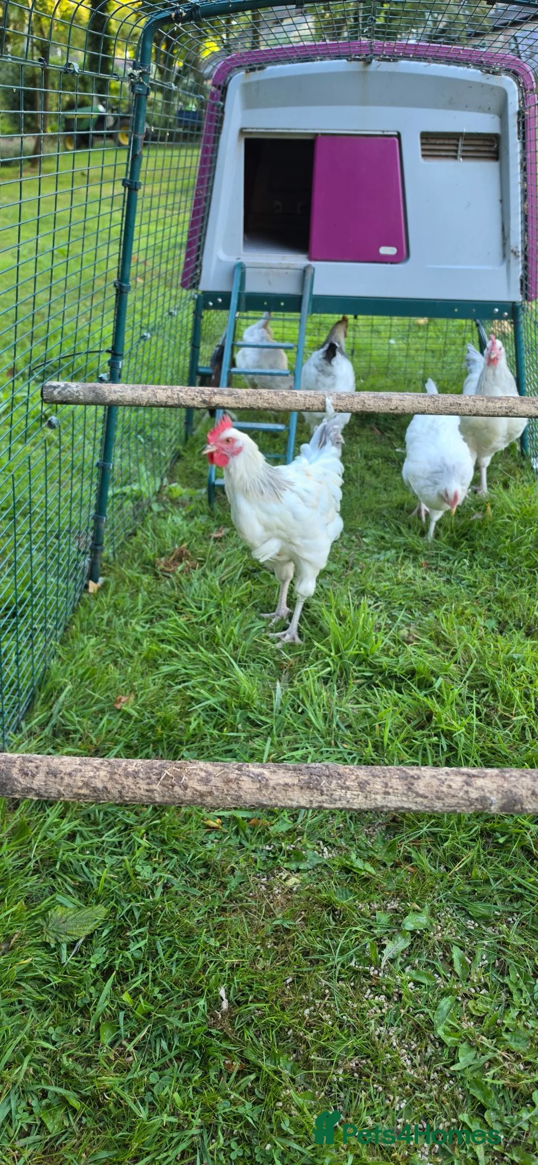 Chickens poultry for sale: Light Sussex Cockerell  in Ashbourne - Advert 3