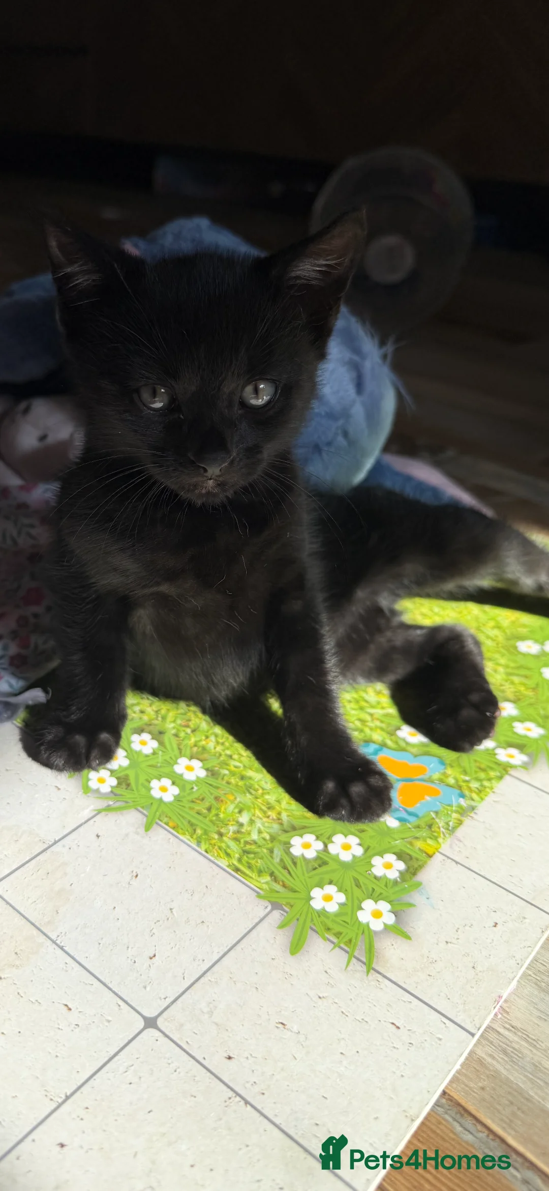 Bengal cats for sale: BEAUTIFUL Melanistic Bengal Girl - Advert 1