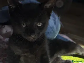 Bengal cats BEAUTIFUL Melanistic Bengal Girl - Advert 8