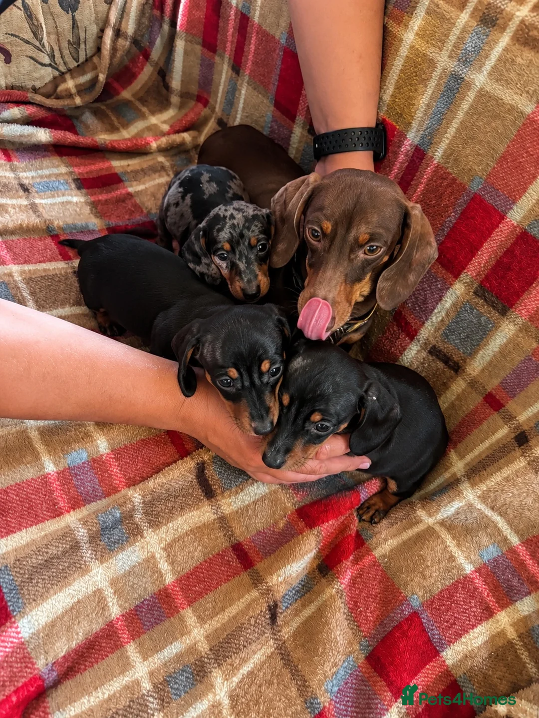Miniature Dachshund dogs for sale: 3 Little Babies Looking For There Forever Homes - Advert 5