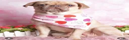 Pug dogs for sale: Kc registered pug  - Advert 4