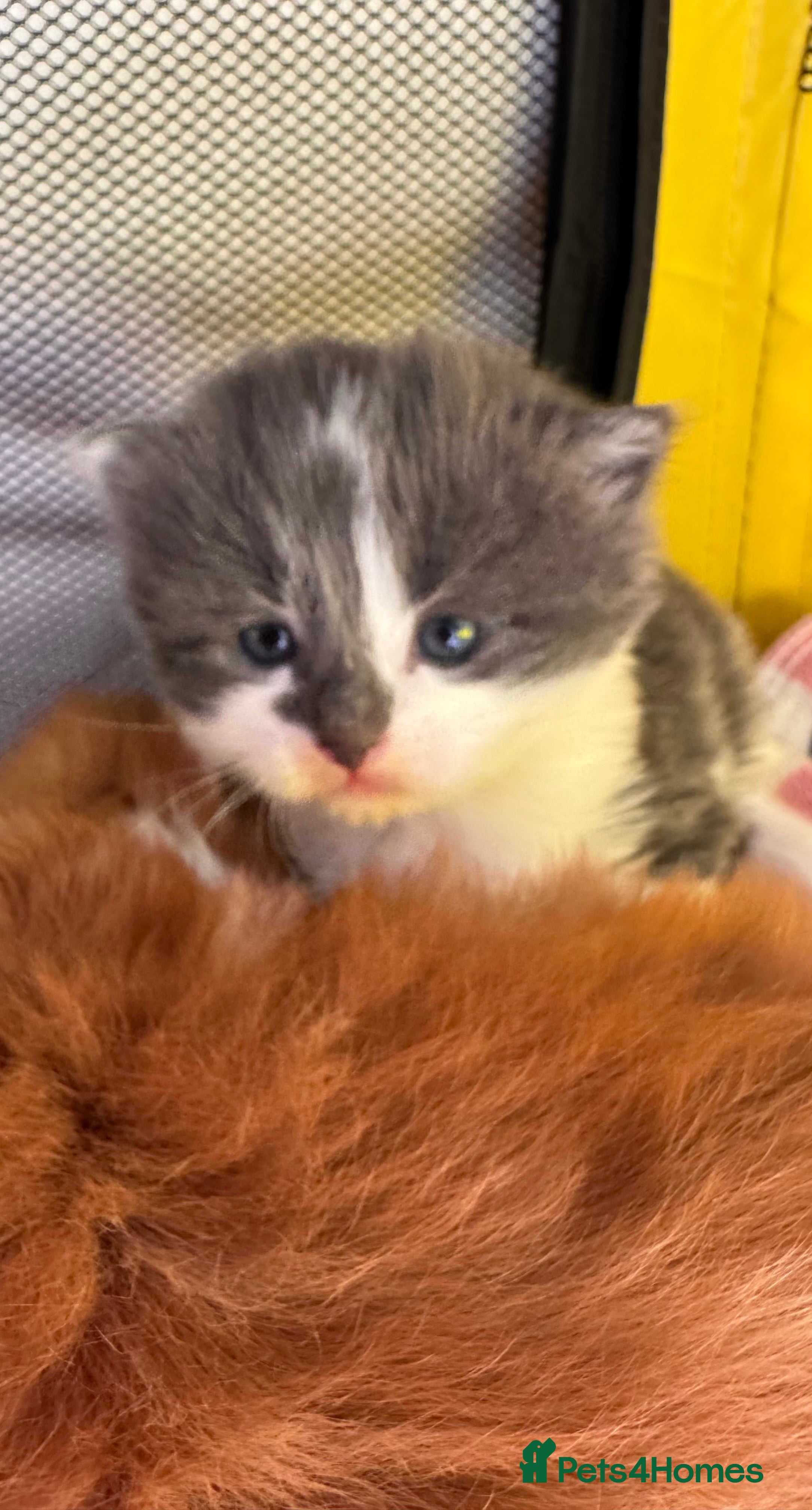 Mixed Breed cats Beautiful half Maine coon kittens Grey and ginger  - Advert 17