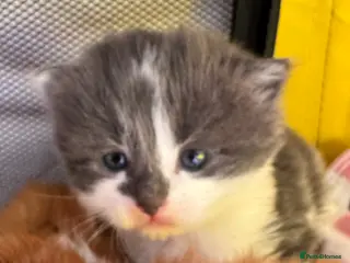 Mixed Breed cats Beautiful half Maine coon kittens Grey and ginger - Advert 17