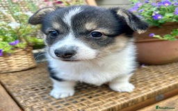 Welsh Corgi Pembroke dogs for sale: Champion bloodline KC reg. Pembrokes - Image 18