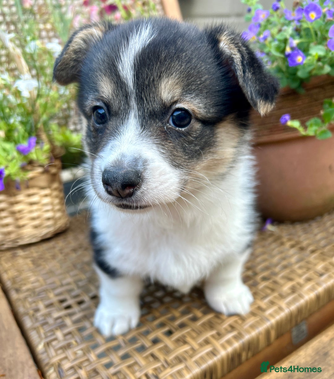 Welsh Corgi Pembroke dogs for sale: Champion bloodline KC reg. Pembrokes - Image 18