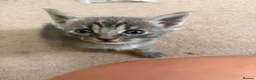 Mixed Breed cats for sale: Savannah cross kittens  in Broadstone - Advert 2