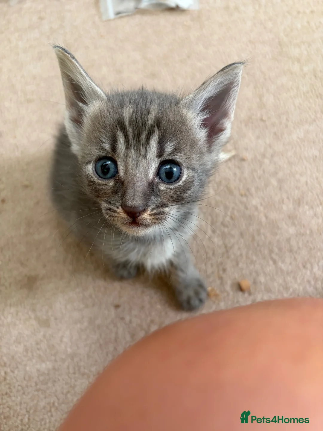 Mixed Breed cats for sale: Savannah cross kittens  in Broadstone - Advert 2