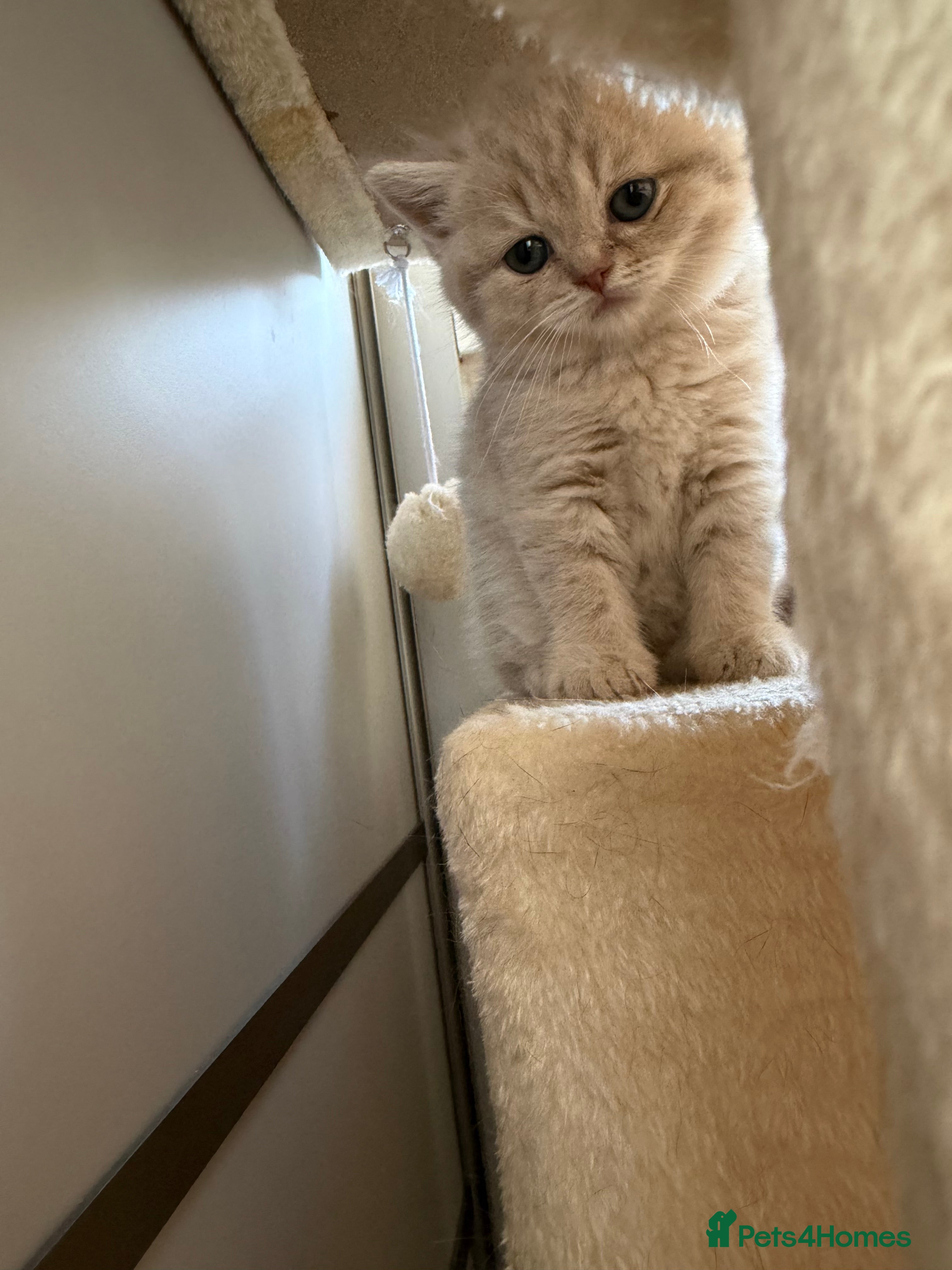 Scottish Fold cats Exceptional litter of Scottish fold/ straight😍😍 - Advert 2